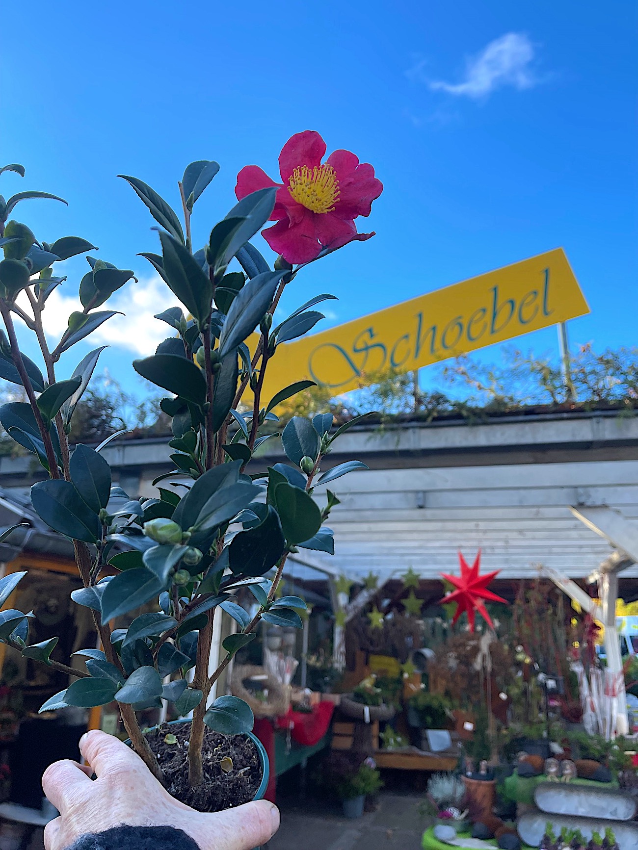 Camelia sasanqua „Yuletide“ (i.13 cmT.) jetzt 45 cm hoch, Kamelie