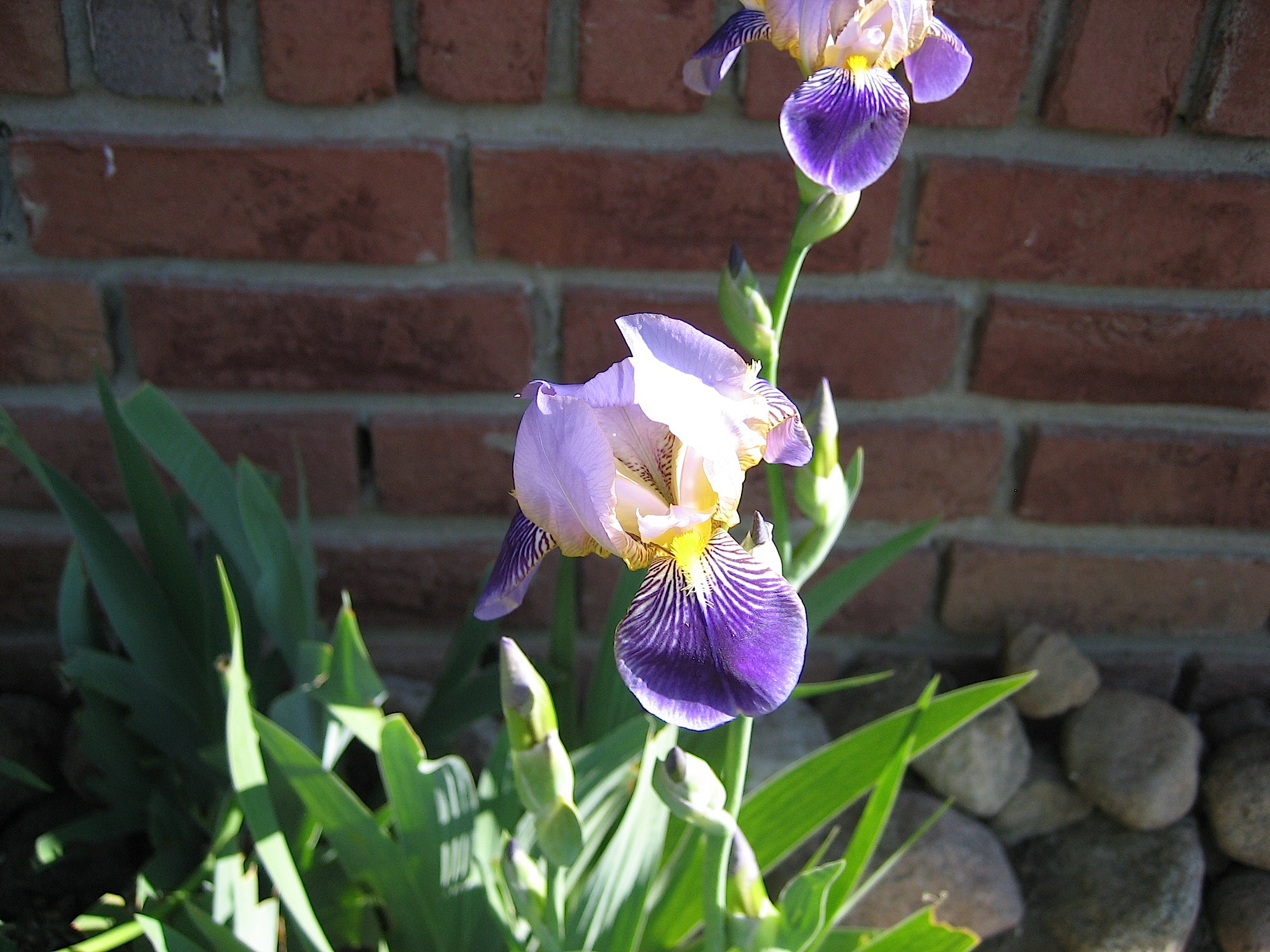 Iris barbata-elatior "Blaue Lippe" (i.11cm T.) Schwertlilien