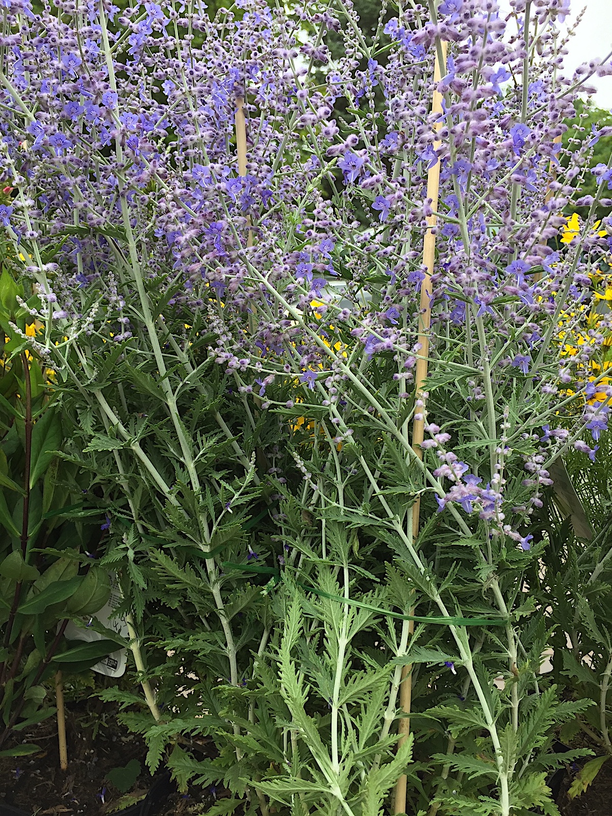 Perovskia atriplicifolia "Little Spire" (i.11cmT.) kleine Blauraute, Silberbusch