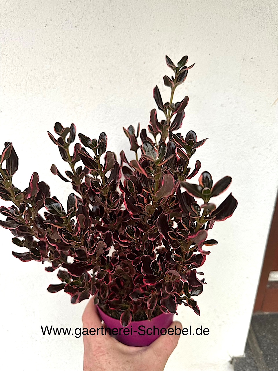 Coprossma repens „Eclipse“® (i.13 cmT.), Rötegewächse, Spiegelbusch