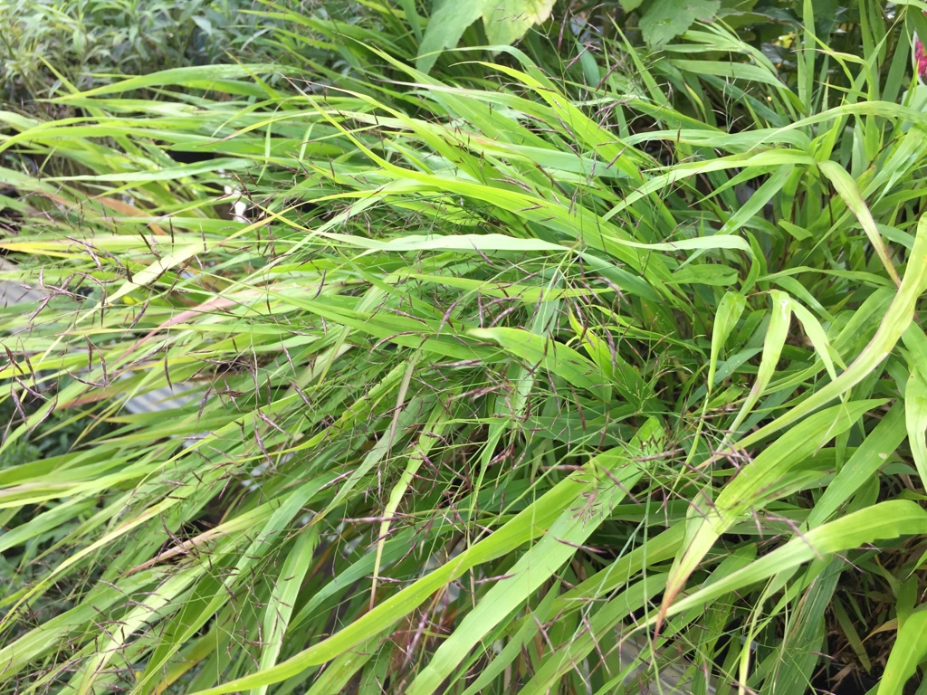 Hakonechloa macra (9 cm T.)