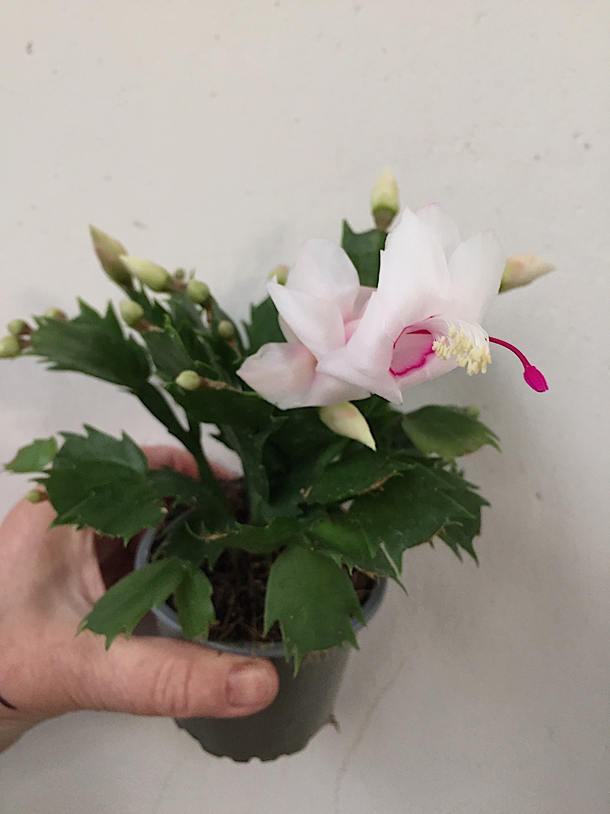 Schlumbergera „weiß“ (i.11cmT.), Weihnachtskaktus, Blattkaktus