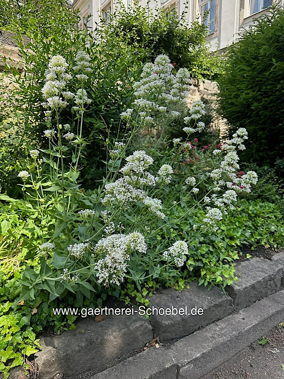 Centranthus ruber "Albus" (i.9cmT.) Garten - Spornblume