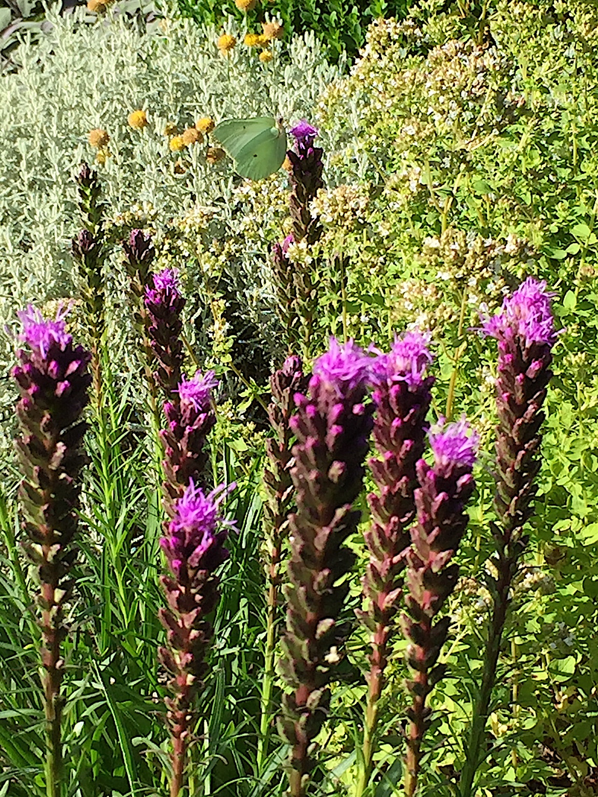 Liatris spicata „Floristan Violett“(i.15cmT.)