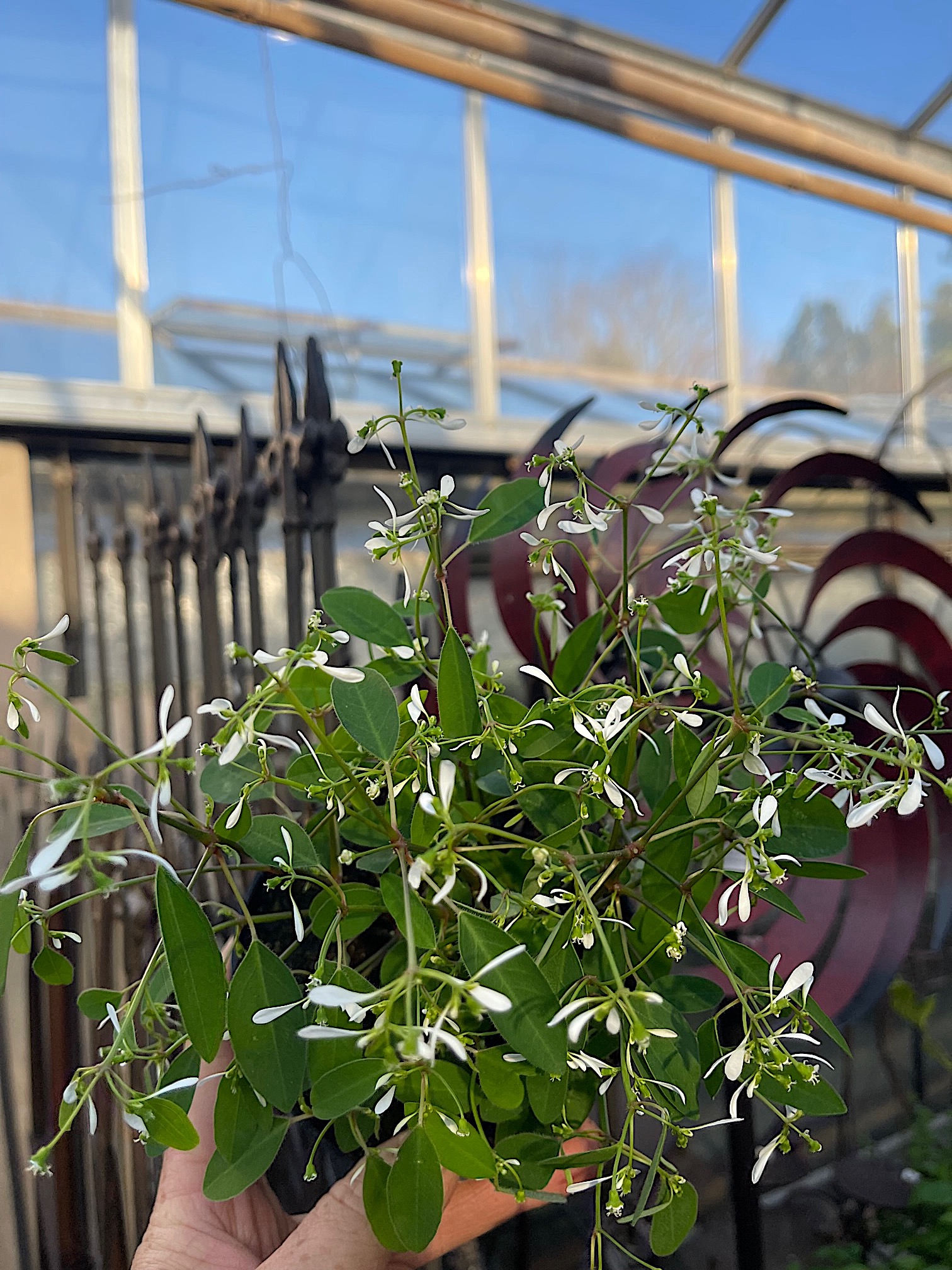 Euphorbia  "Diamond Frost" (i.11cmT.) Zauberschnee