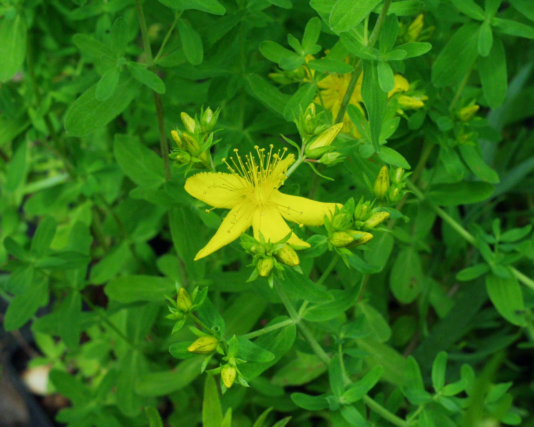 Hypericum perforatum (i.12cmT.) Johanniskraut