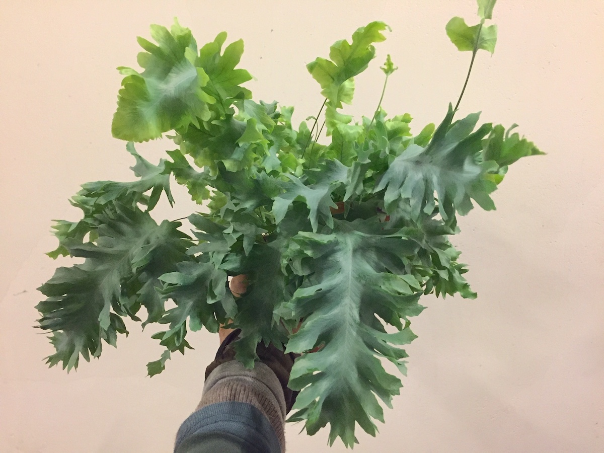 Phlepodium aureum „Davana“ (12 cmT.), blauer krauser Farn