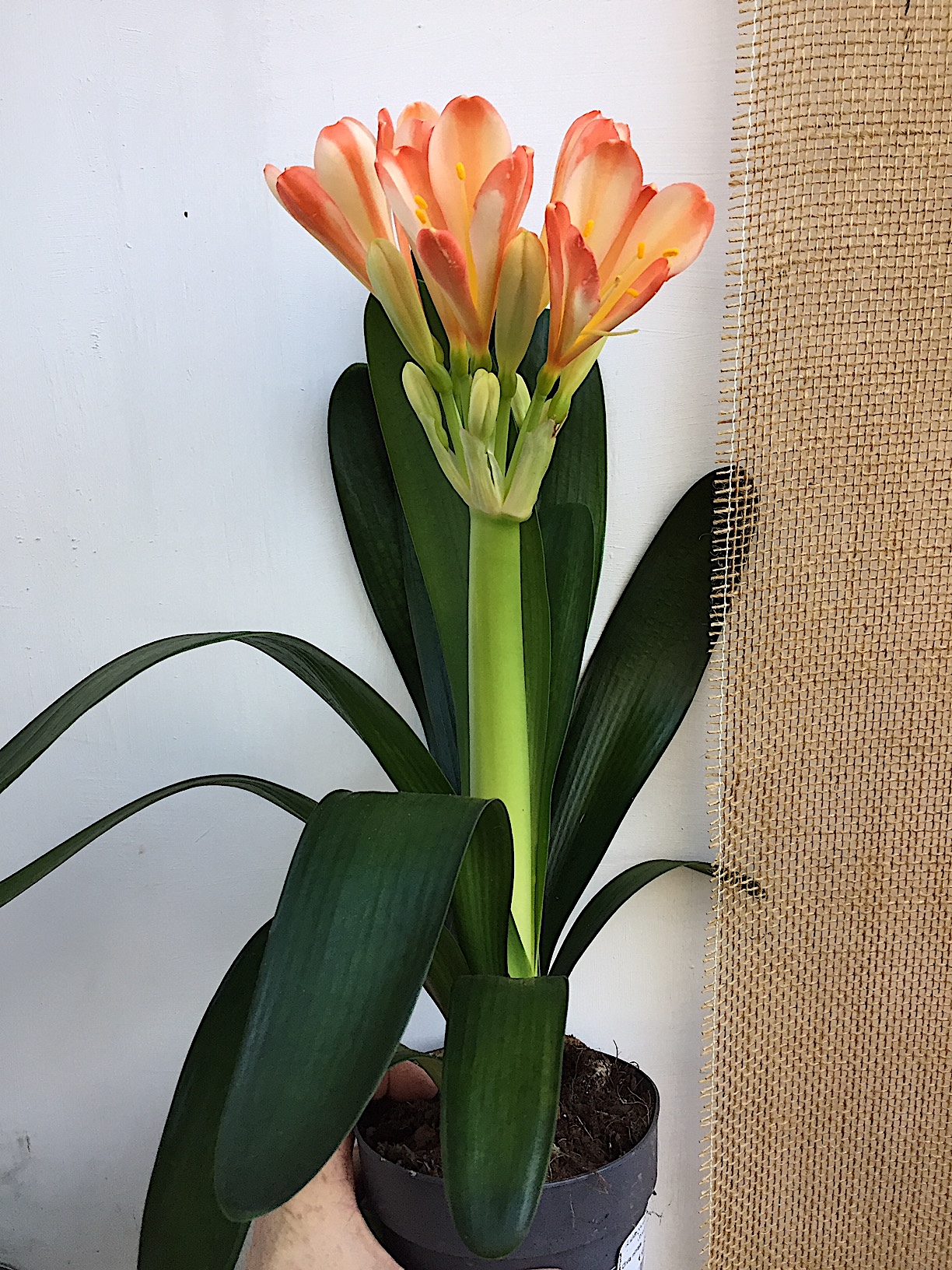 Clivia miniata (i.13cmT.)“zweifarbig“