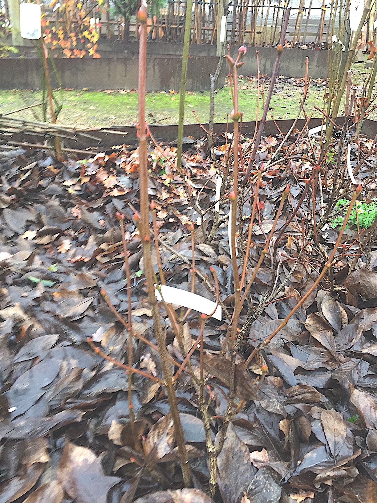 Staphylea pinnata (i.18cmT.)jetzt 60cm