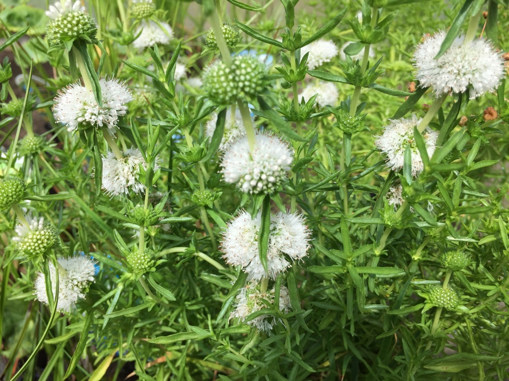 Preslia (Mentha) cervina Alba (i.15cmT.) Englische Wasser Minnze