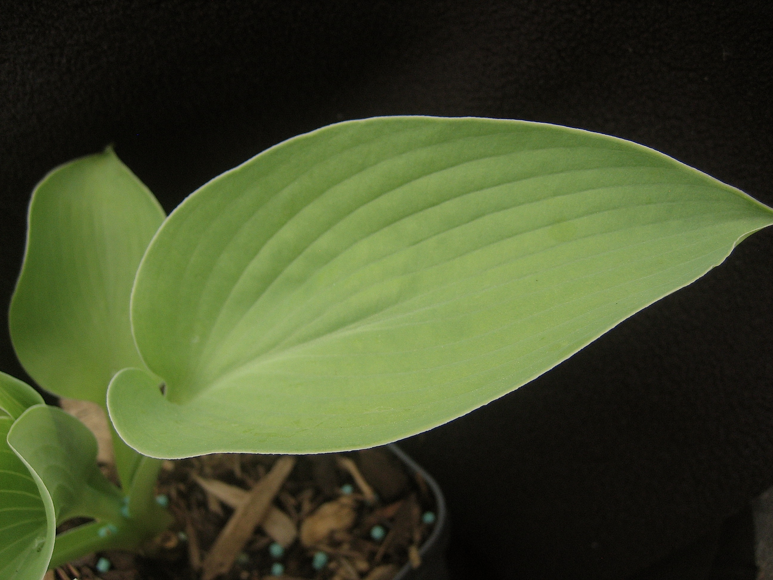 Hosta "Zounds"(9cm T.) Funkie