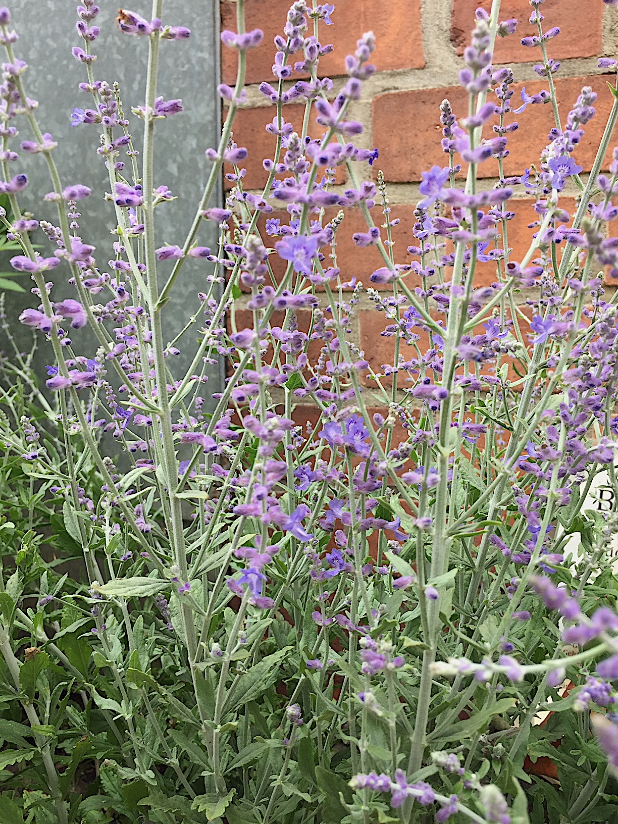 Perovskia atriplicifolia „Blue Spire“(i. 15cmT.)Russischer Salbei,Gewürzstrauch