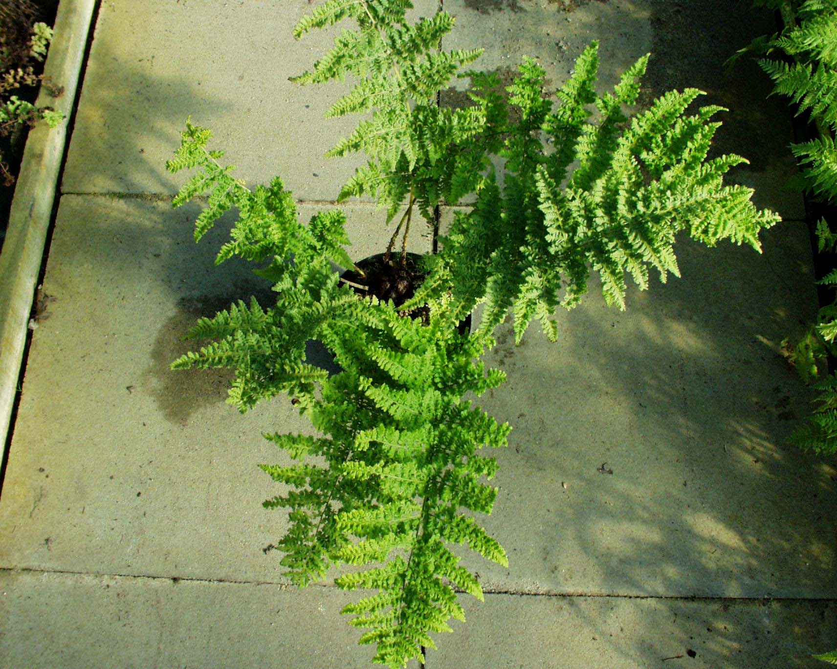 Dryopteris dilatata  ´Crispa Whiteside`(i.15cmT.) Breitwedeldornfarn