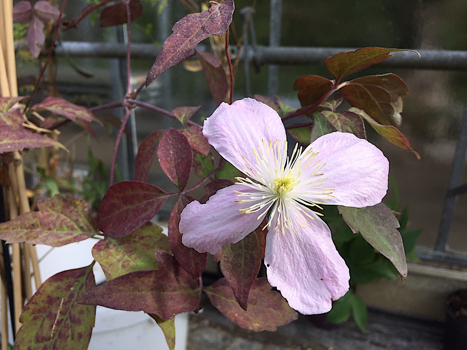 Clematis montana „Mayleen“ (i.2lT.), Duft Berg Waldrebe