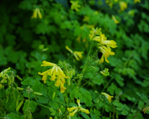 Corydalis lutea (i.9-10cm T.) Gelber Lerchensporn
