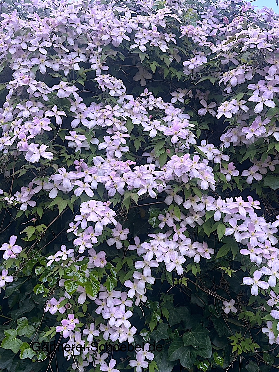 Clematis montana „Mayleen“ (i.2lT.), Duft Berg Waldrebe