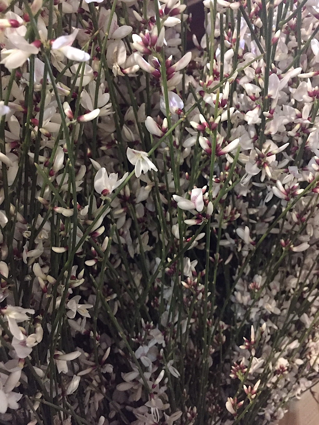 Cytisus Duft „White Lion“ (i.13cmT.), Ginster