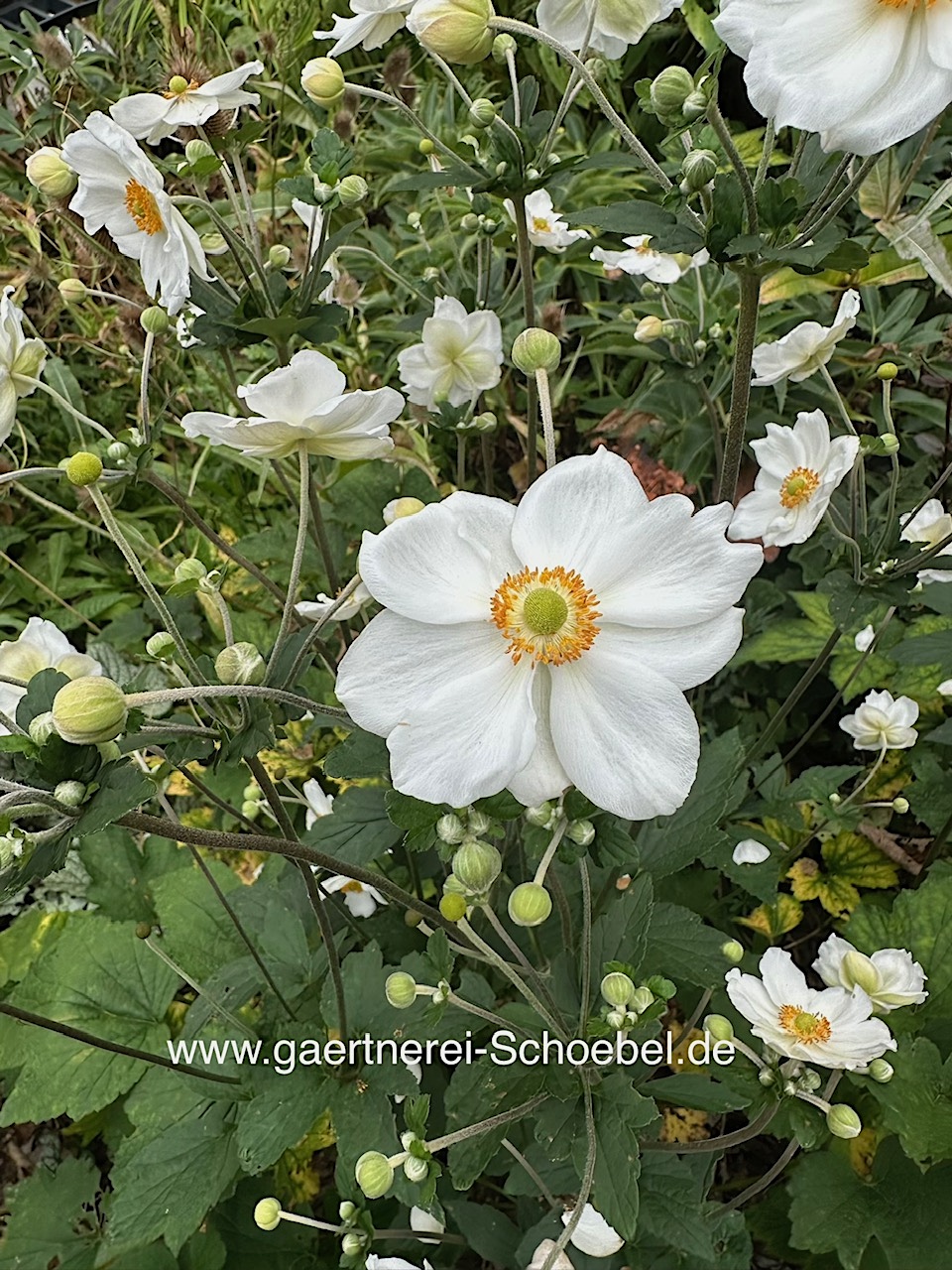 Anemone Hybride ´Andrea Atkinson`(i.2lT.)Herbst - Japan Anemone