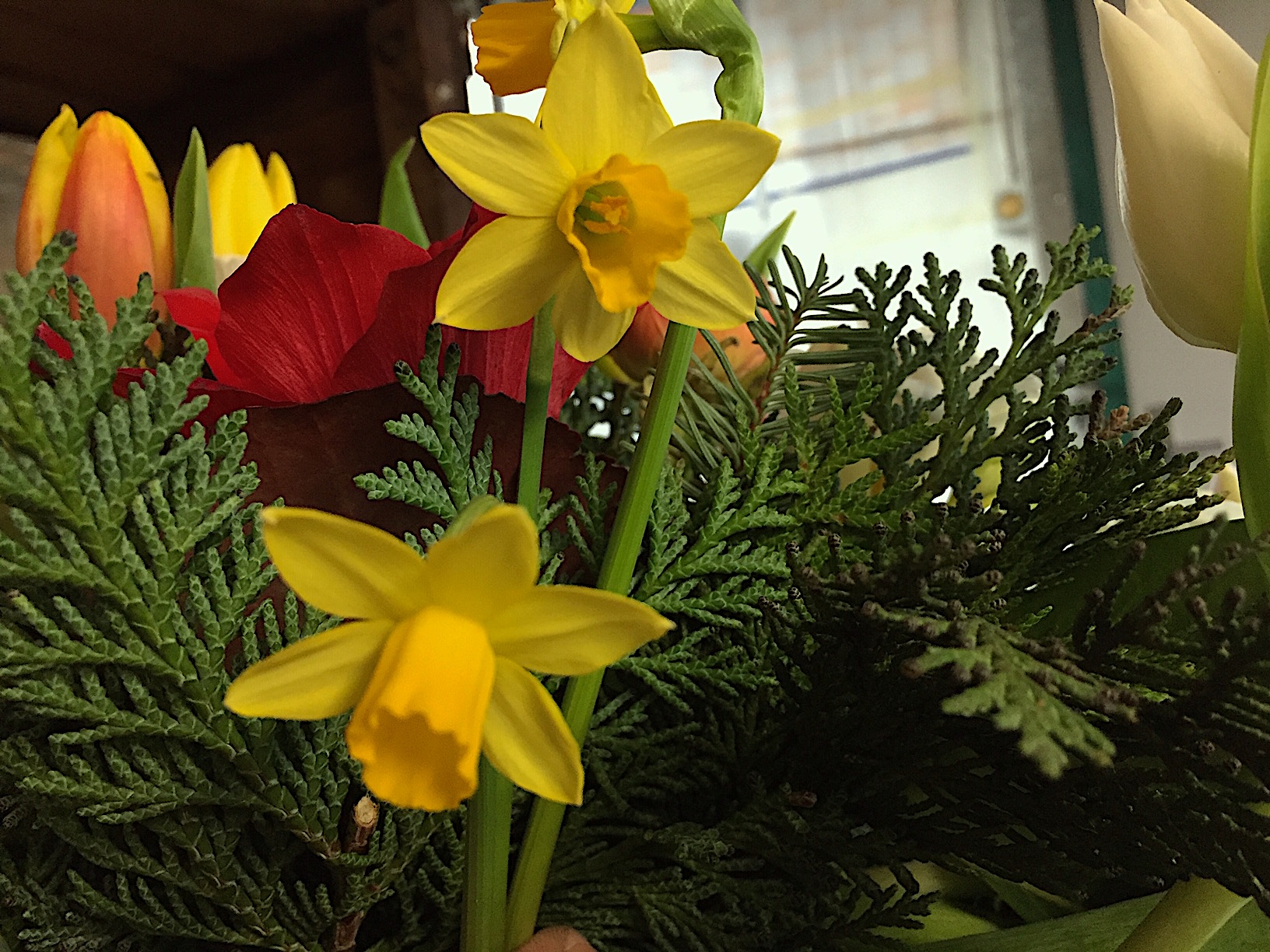 Narzissus „Tete a Tete “(i.9 cm T.), Alpenveilchenartige Garten-Narzisse