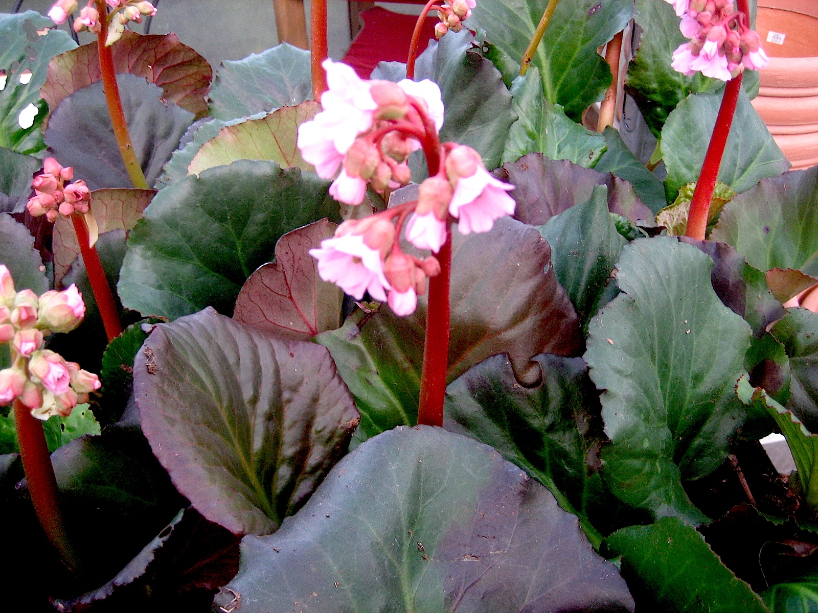 Bergenia  "Magic Giant" (i.ca1lT.) Bergenie