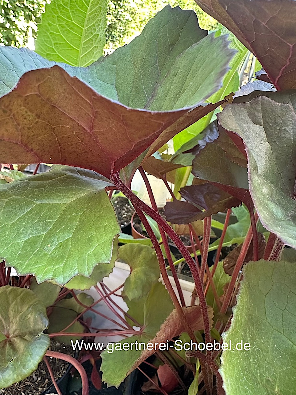 Ligularia dentata„Brit-Marie Crawford“® (i.3lTopf), Kreuzkraut