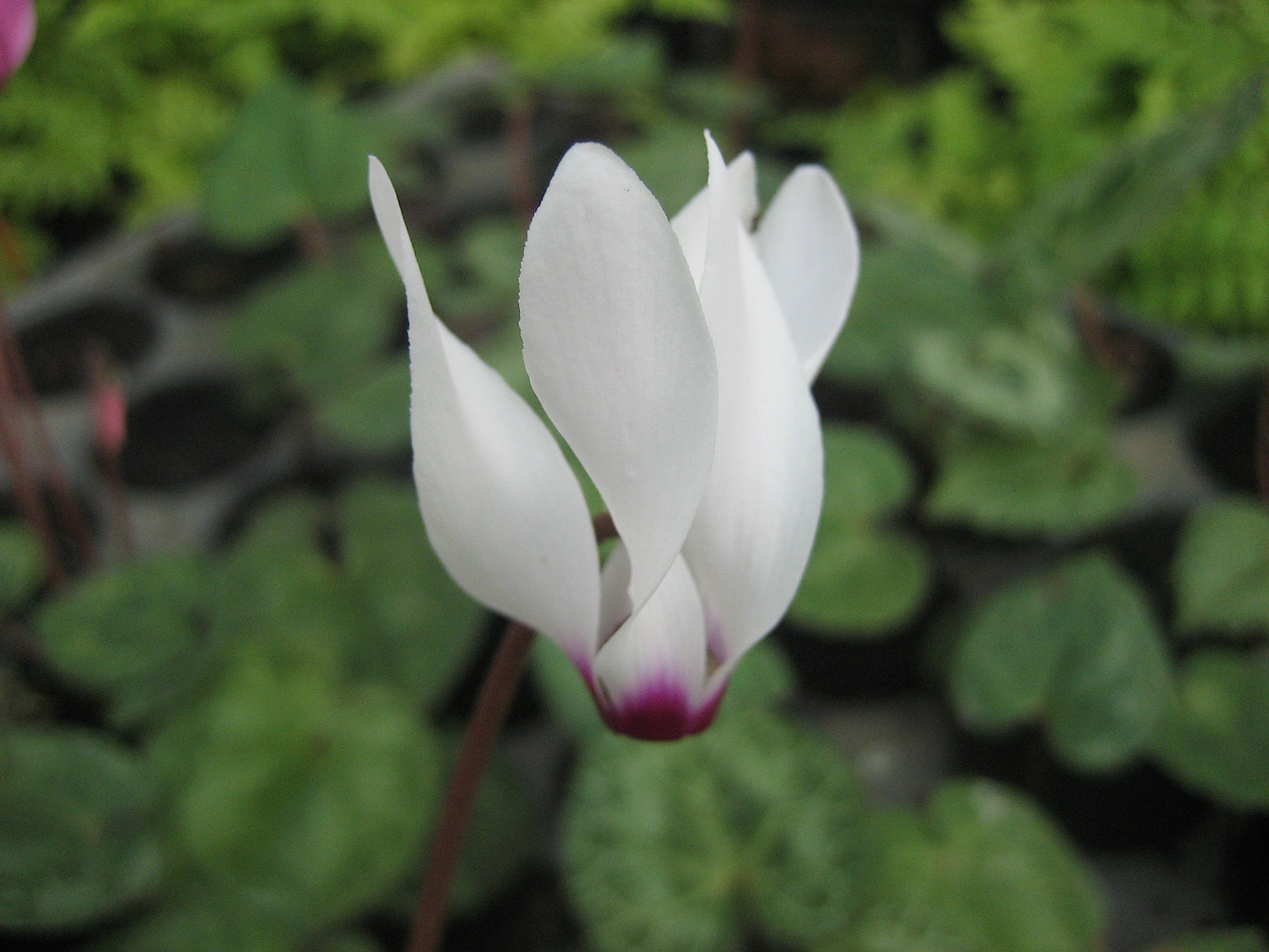Cyclamen  persicum  "Weiss mit Auge" ( i.9cmT.) Wild Alpenveilchen