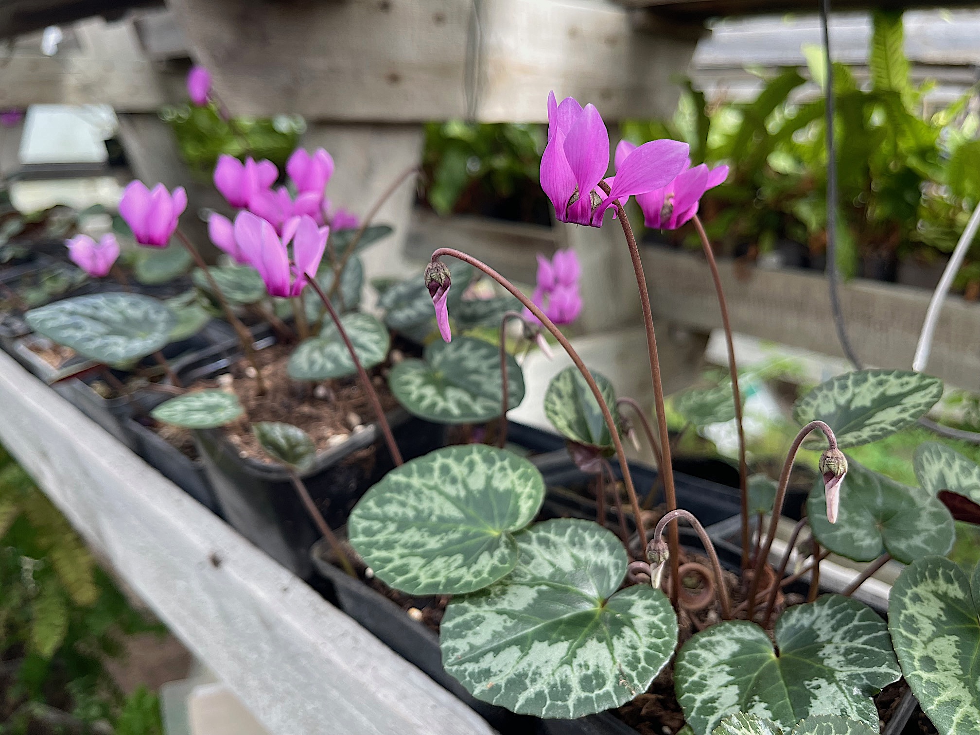 Cyclamen Duft purpurascens kräftig rosa Auslese (i.9cmT.)