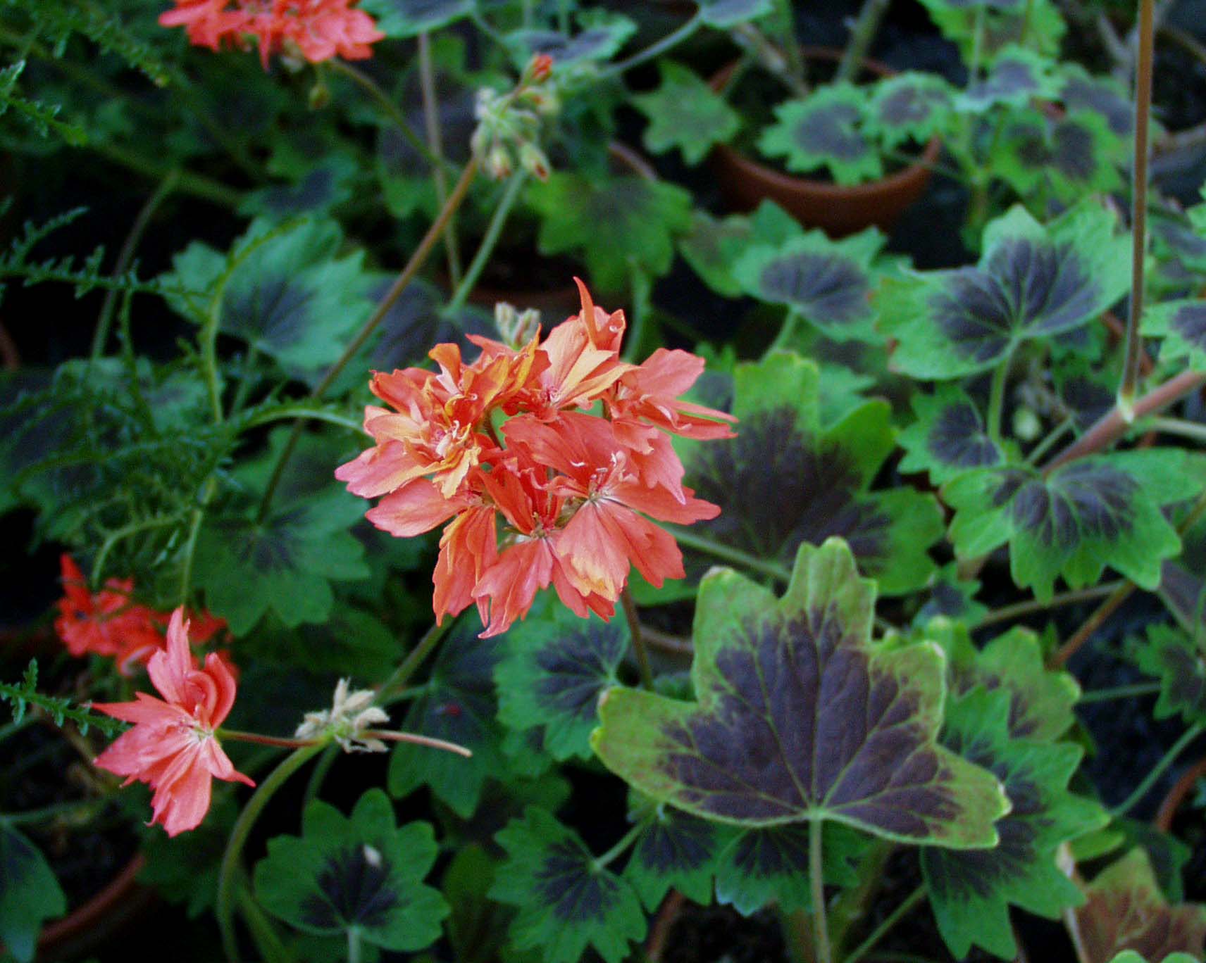 Pelargonium Sternblütige ´Rose Startel` (i.10cmT.)