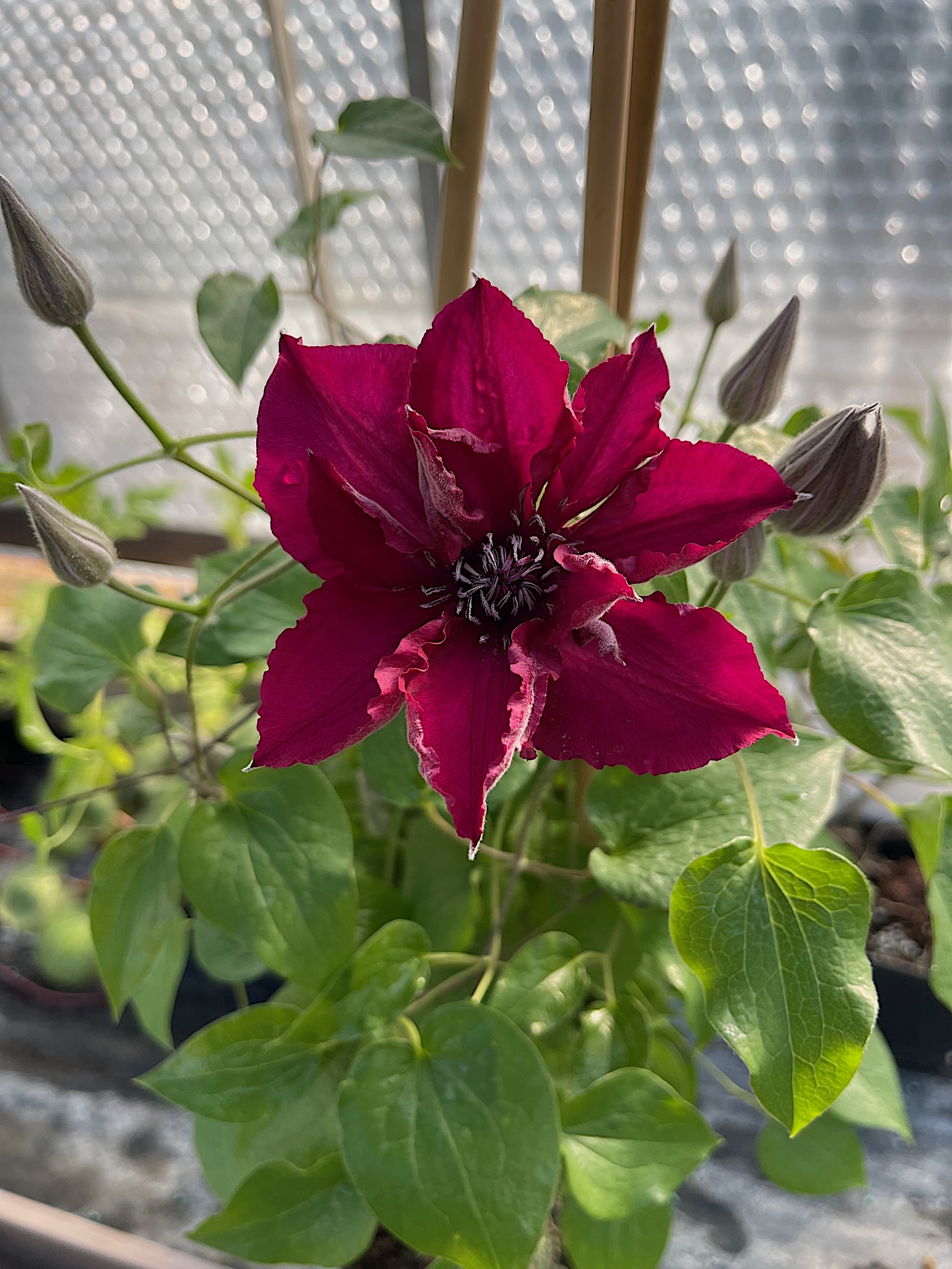 Clematis Boulevard Issey (i.2l T.), Waldrebe weinrot