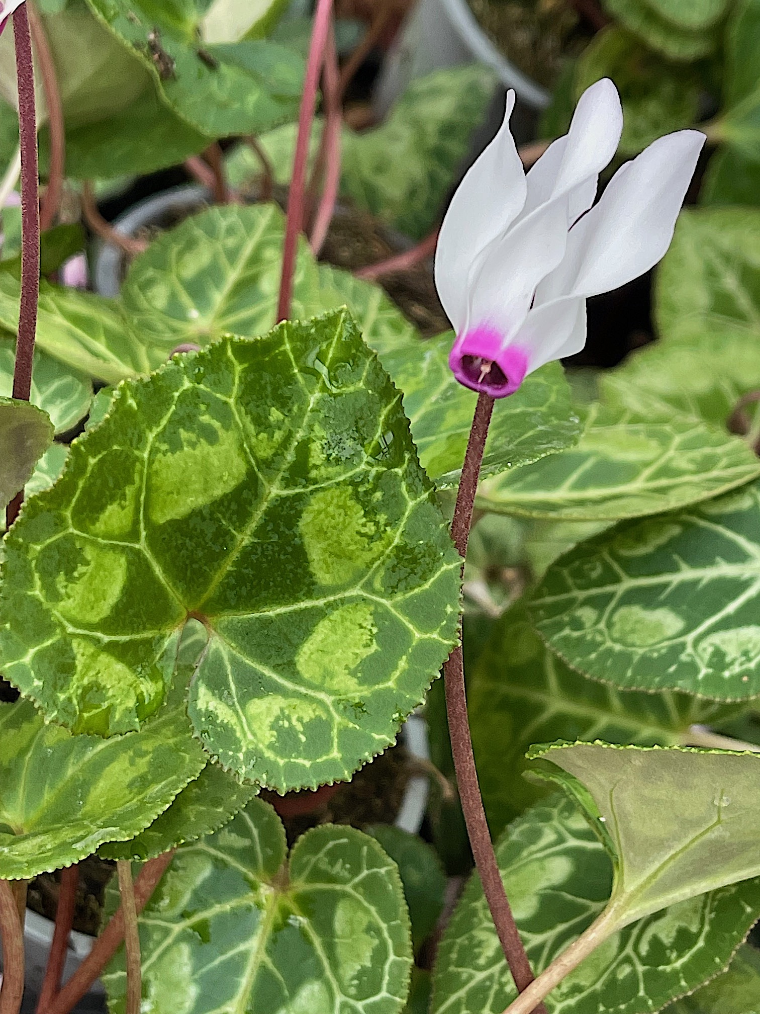 Cyclamen  persicum  "Weiss mit Auge" ( i.9cmT.) Wild Alpenveilchen
