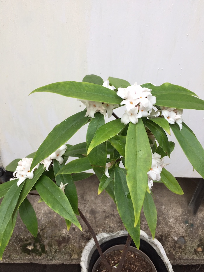Daphne Duft odora x bholua Prinzess, Seidelbast in weiss (i.17cmT.)