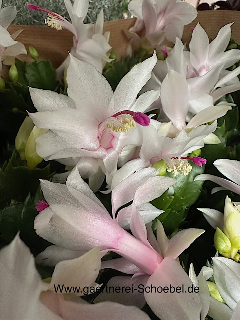 Schlumbergera „weiß“ (i.11cmT.), Weihnachtskaktus, Blattkaktus