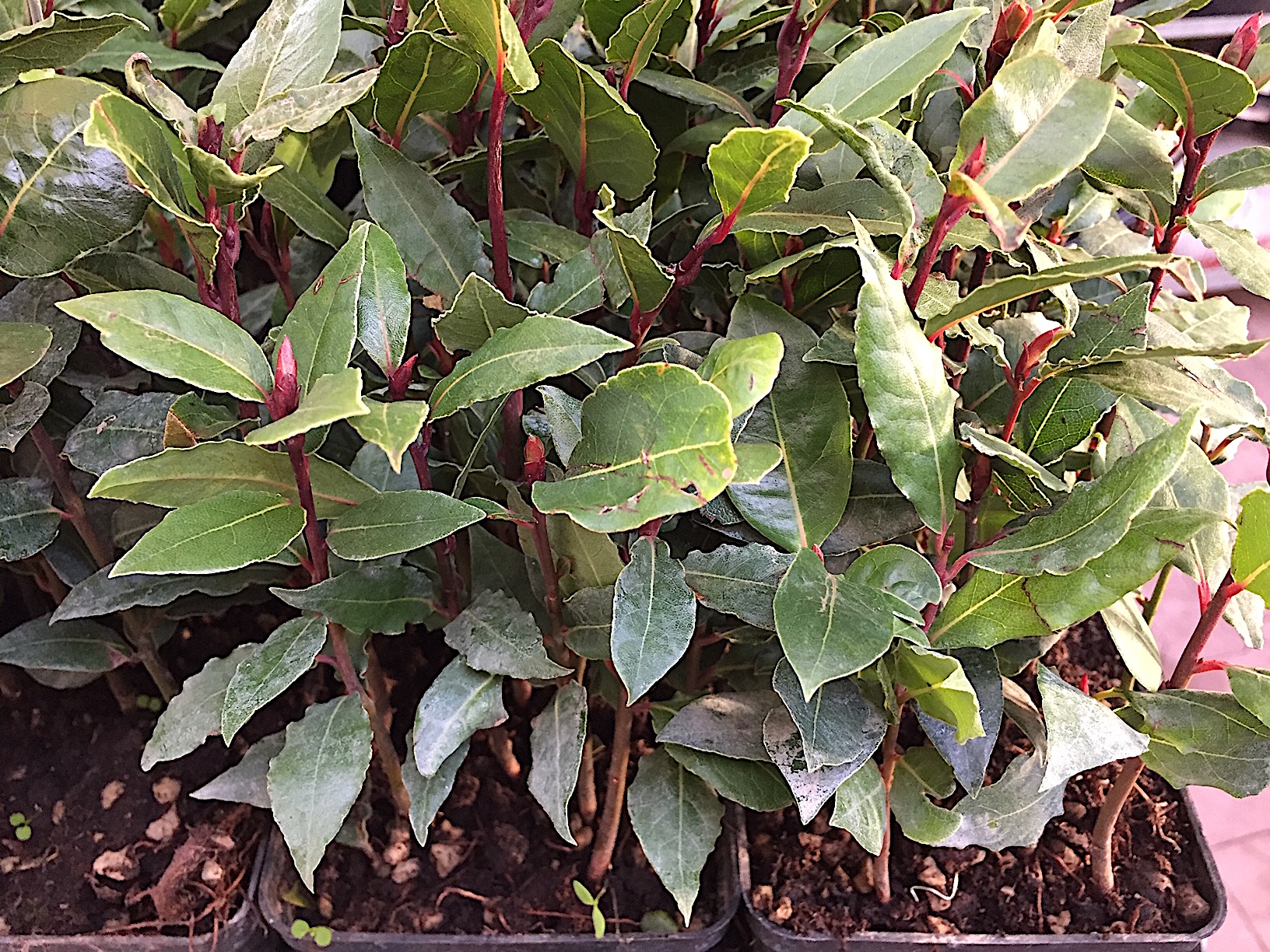 Laurus nobilis (i.11cmT.)