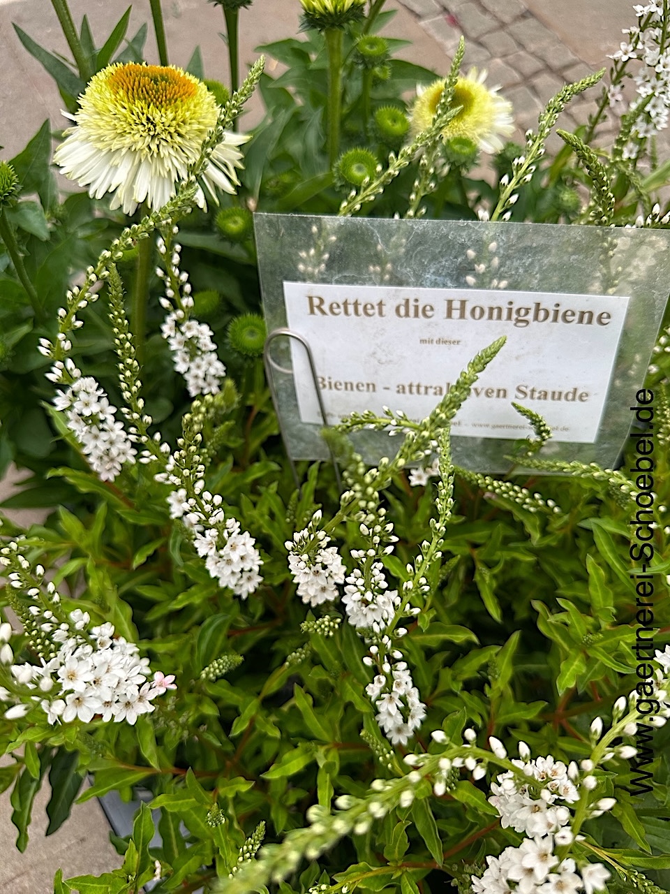 Lysimachia clethroides "Autumn Snow", Schneefelberich (i.12 cmT.)