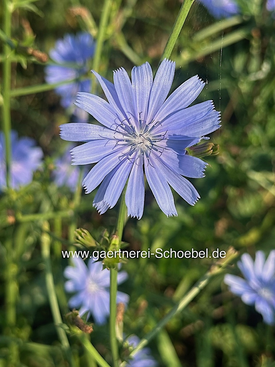 Cichorium intybus var. intybus (i.11cmT.), Wegwarte
