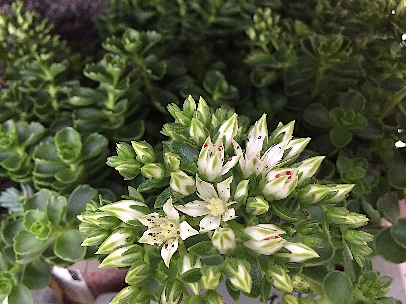 Sedum selskianum „Album“ (i.11cmT.), Fette Henne