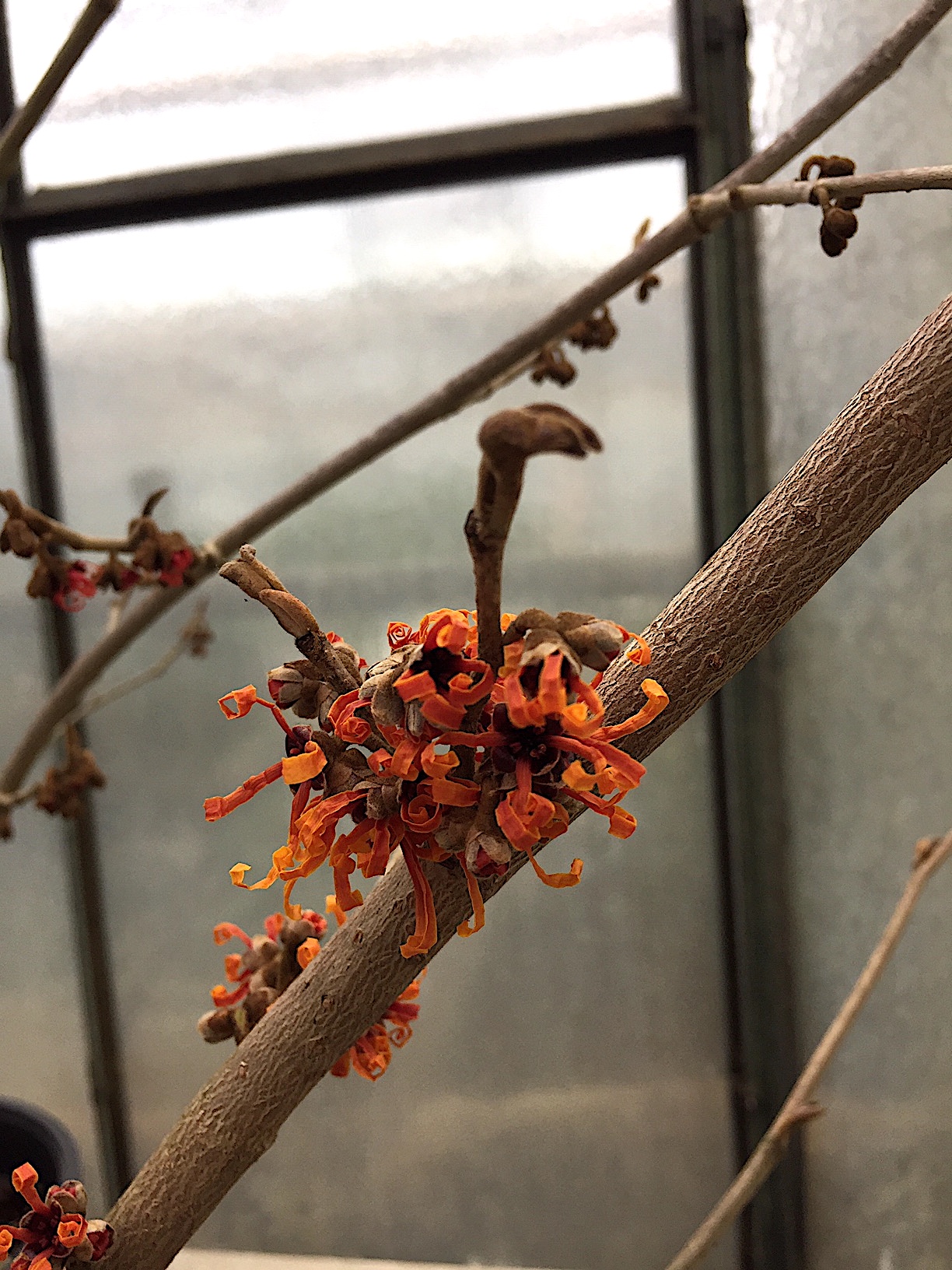 Hamamelis intermedia „Aphrodite“(i.20cmT. jetzt 40-50cm)