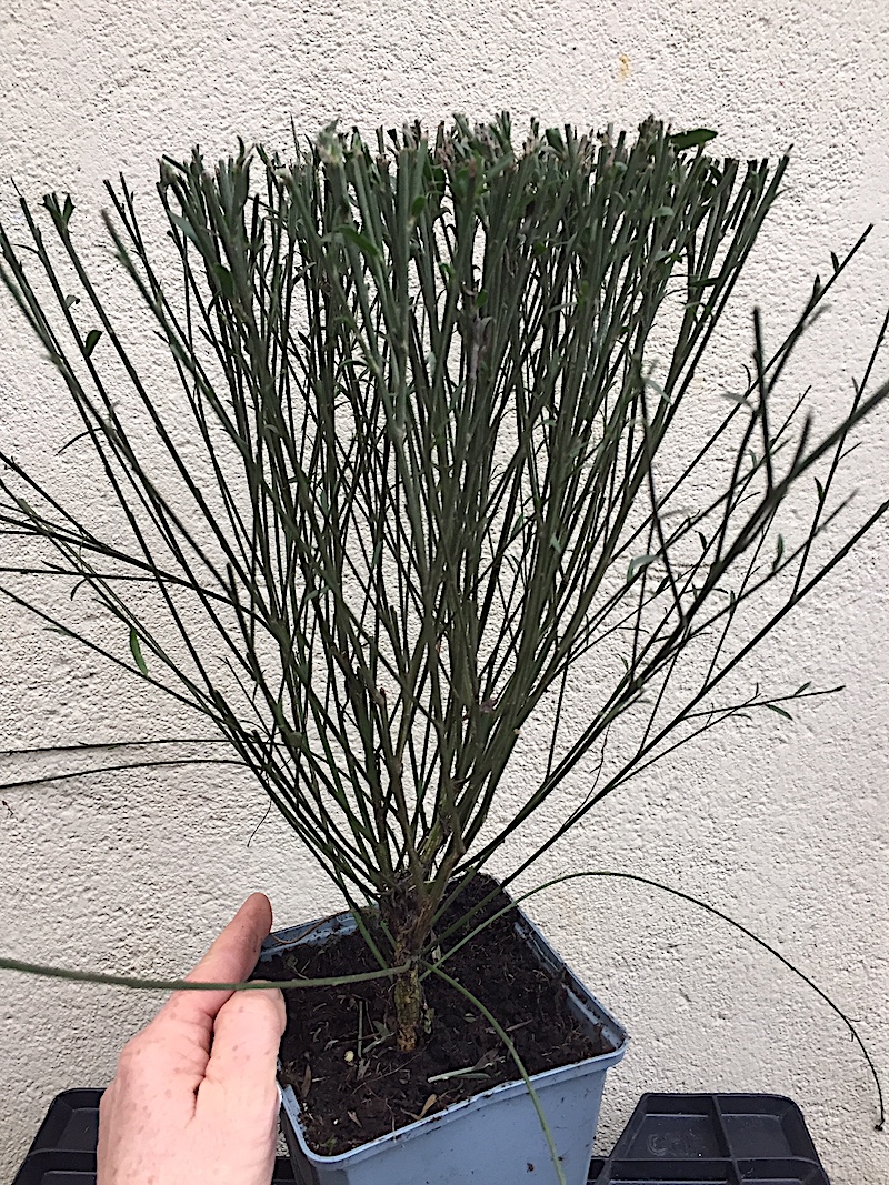 Cytisus Duft „White Lion“ (i.13cmT.), Ginster