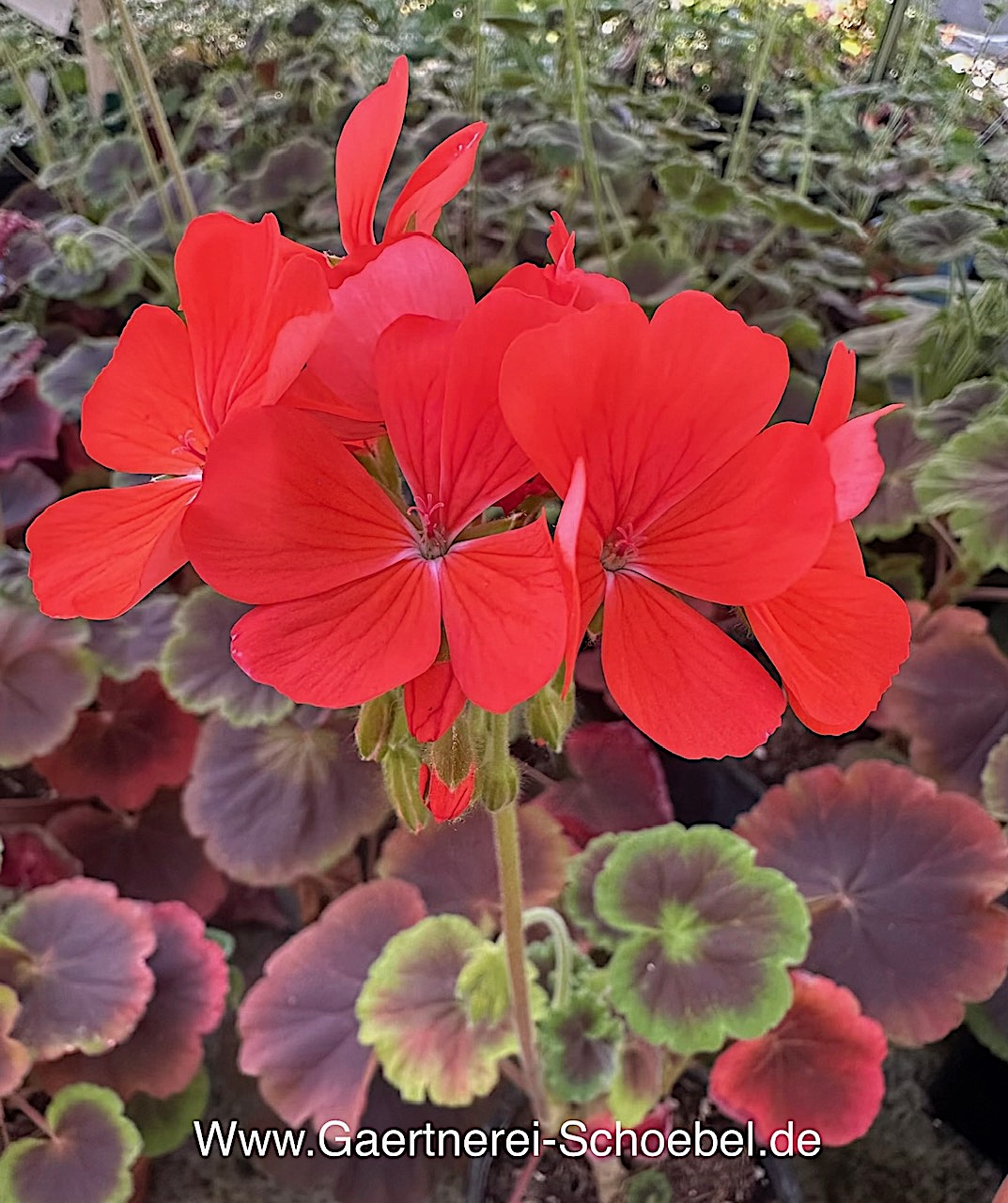 Pelargonium zonale „Schoko Blatt“ rot(i.10 cmT.) , Schokoladen Geranie