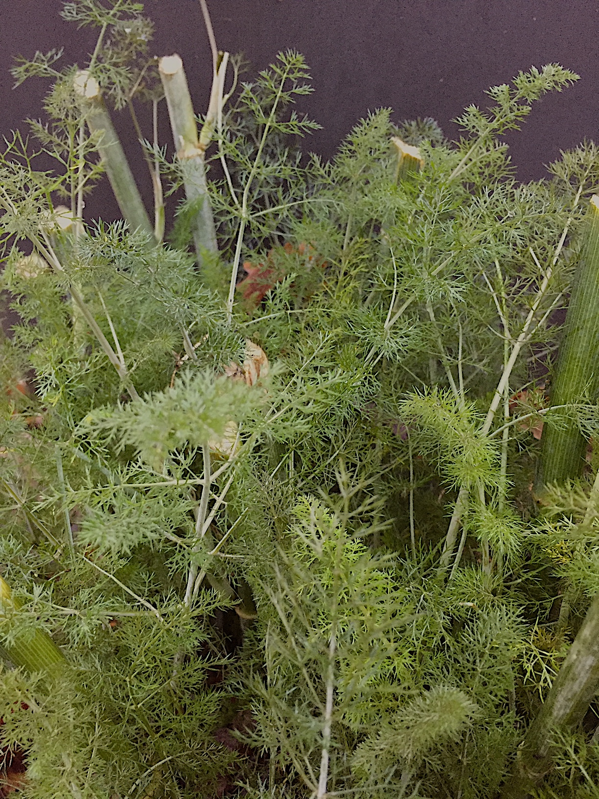 Foeniculum vulgare var. rubra  ´Giant Bronze ` (i.9cmT.) Riesen - Bronzefenchel