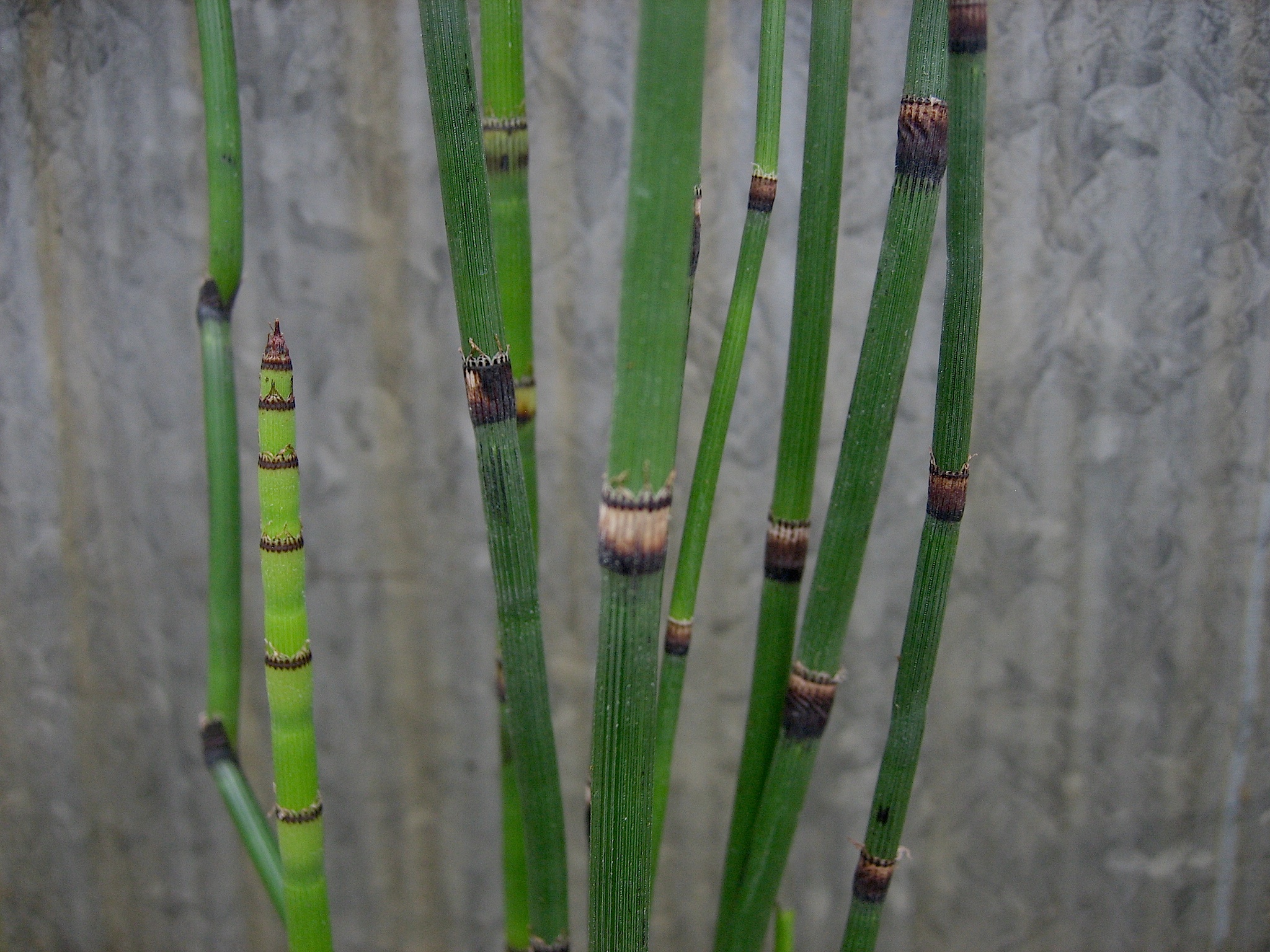 Equisetum hyemale var. japonicum  Japanischer Winter Schachtelhalm (i.11cmT.)