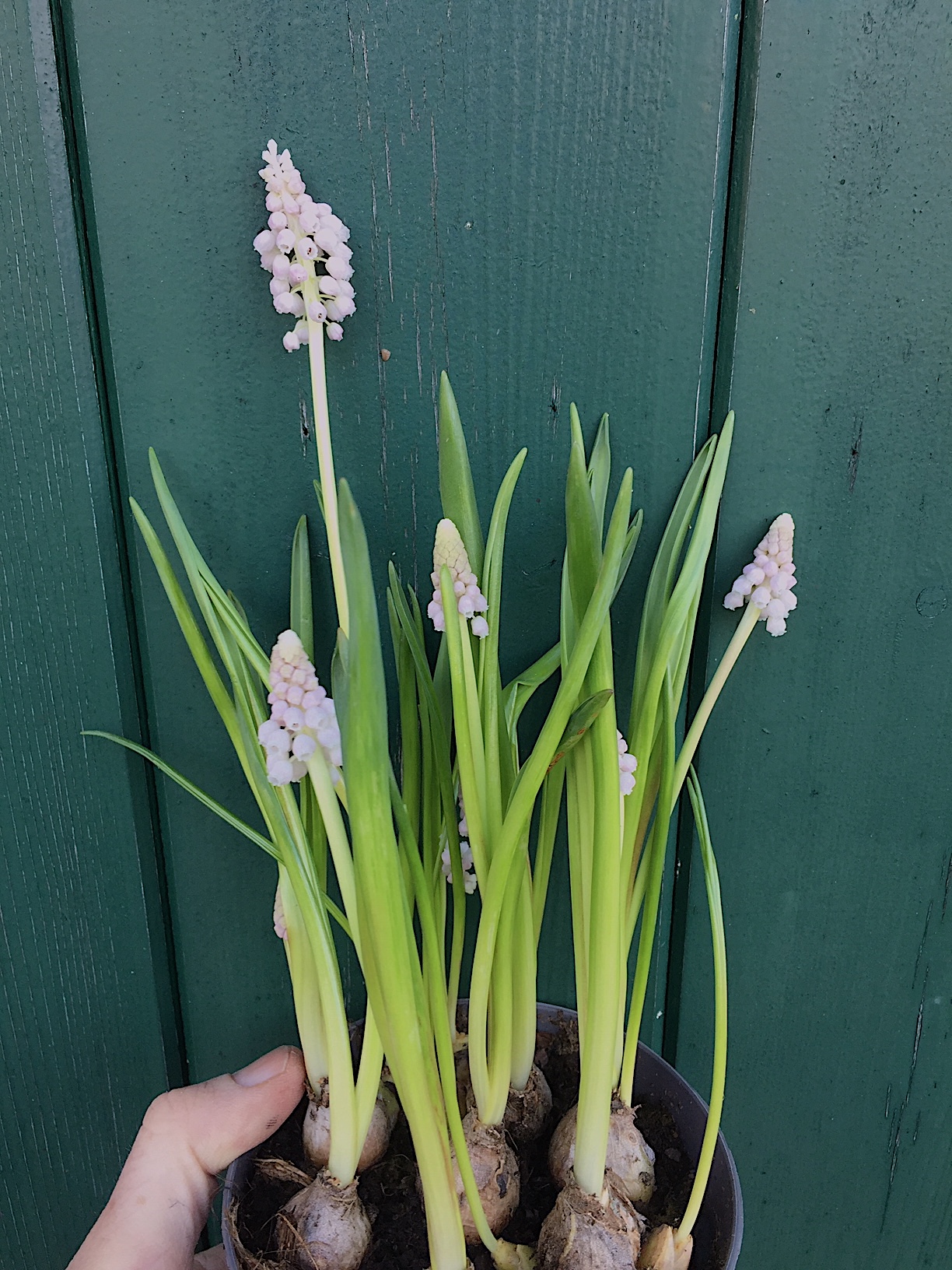 Muscari armeniacum „Sunrise Exterieur“(i.12 cmT.),selten pink rosa