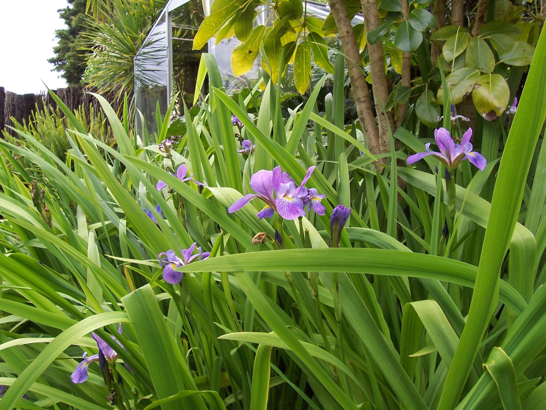Iris laevigata "Blue Beauty aus Neuseeland" Garten-Sumpf Schwertlilie (9cmT.)
