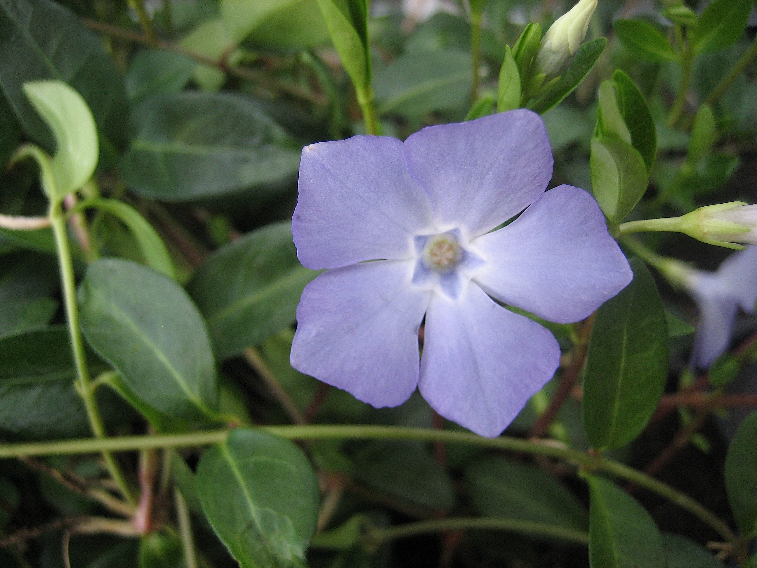 Vinca minor "Ralph Shugert" (i.13cmT.)  hell blau Immergrün