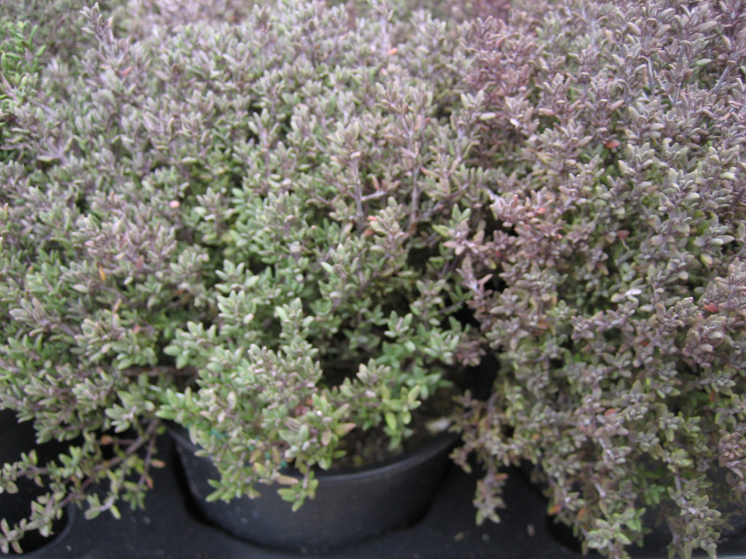 Thymus vulgaris ´Compactus` (i.13 cmT.) Zwergthymian
