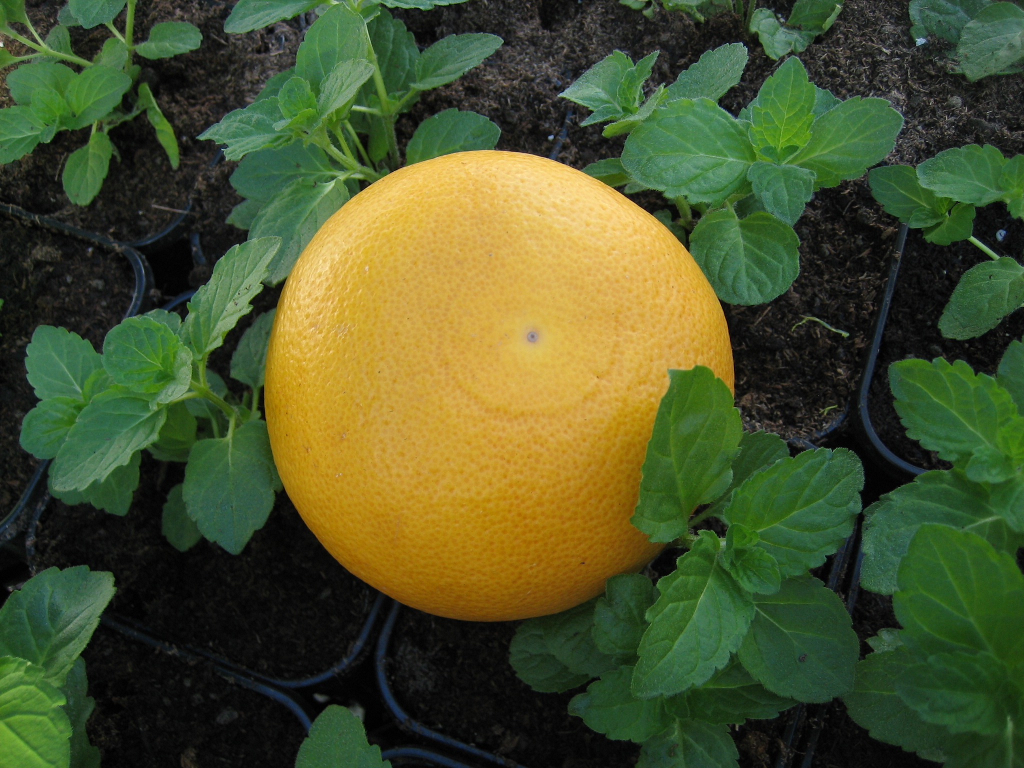 Mentha  ´Grapefruit`(i.12cm T.) Grapefruit Minze