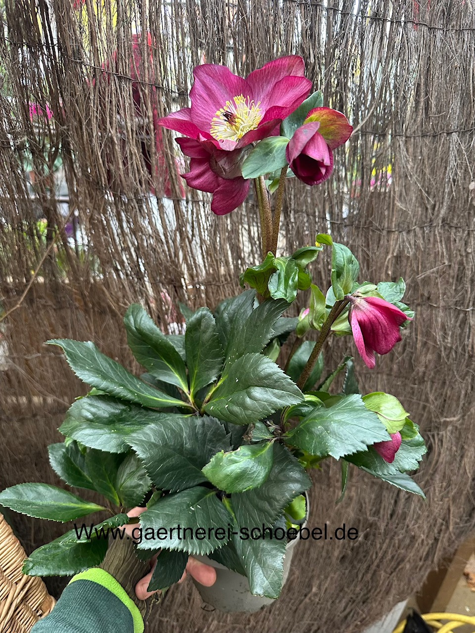Helleborus „Winter Balett Karli“ ® (i.15cmT.), Christrose