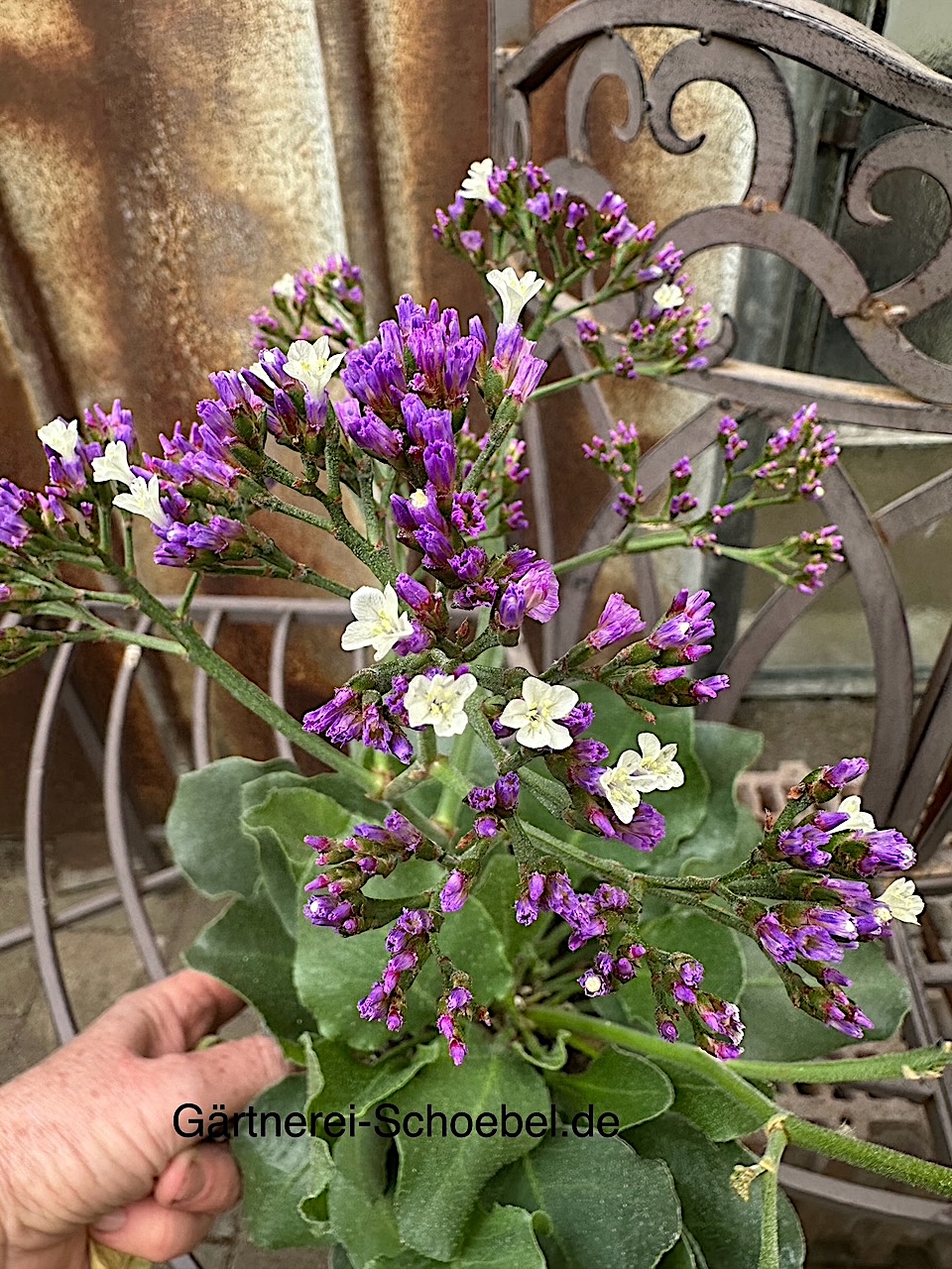 Limonium sinuatum „Salt Lake“ ®(i.16cmT.), Meerlavendel, Strandflieder