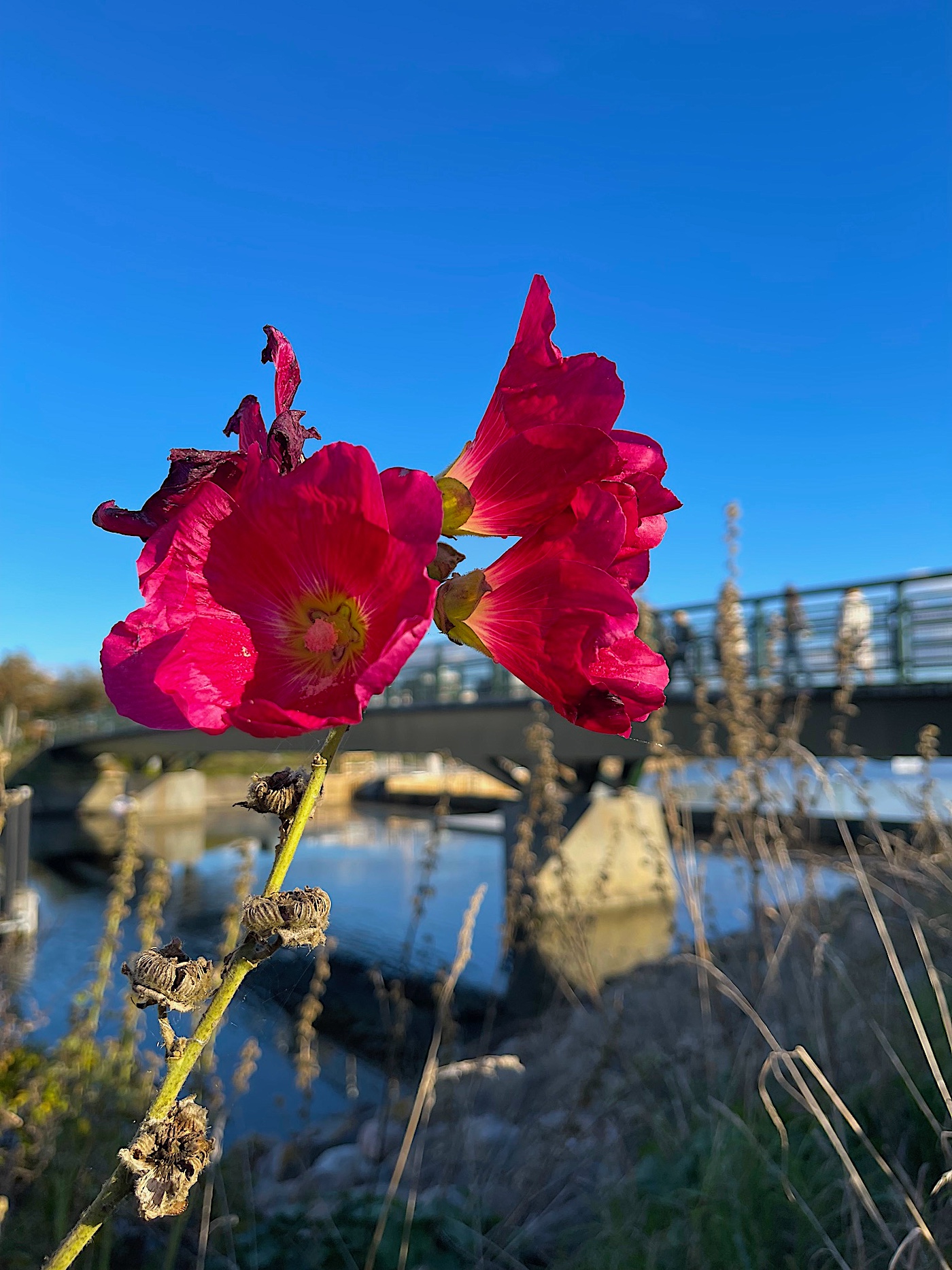 Alcea rosea "Rot" (i.9cmT Eckig) Stockrose
