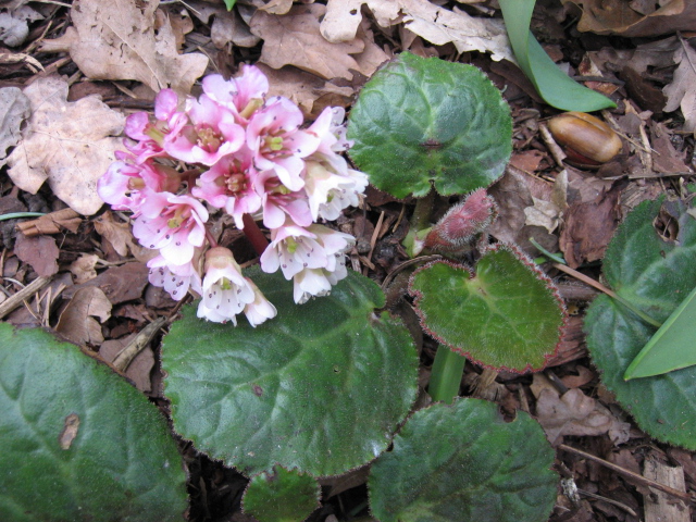 Bergenia ciliata  (i.12cm Topf)
